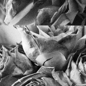 Medlar – WOLFEP016 Medlar – WOLFEP016