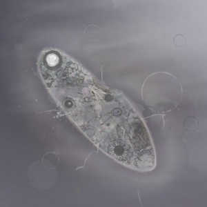 Till Kruger & Patrick Zigon – Drone [BIOLAB006]