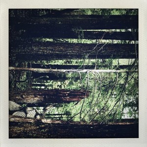 Moosefly – Something In The Trees [DTZ056BP]