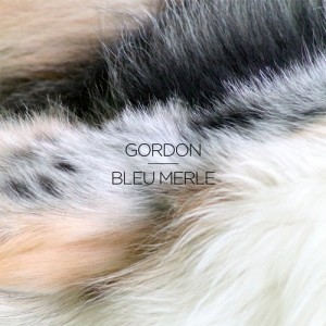 Gordon – Bleu merle – EP [66624]