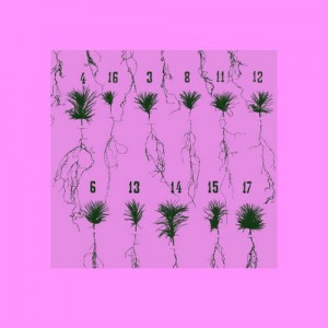 Thomalla – Imaginary Solutions [RVN009]