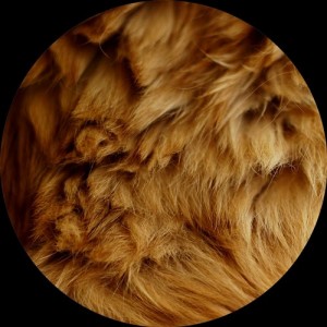 Pezzner – Protection [HG001]