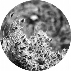 Decennium 1.1 [AFFIN037LTD]