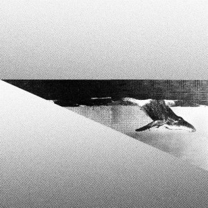 Avidus - Revenge Of The Whales [HOME024]