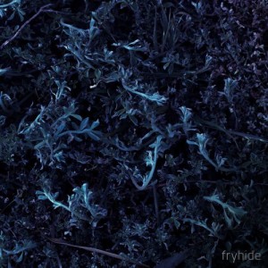 1979 - Once I Saw The Sky [FH015]