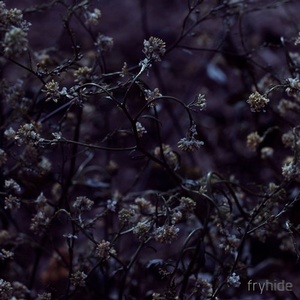 1979 - Wales / Enigma [FH020]