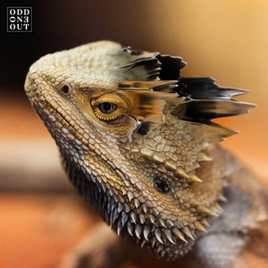 Yotto - Amaru [OOO04B]
