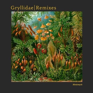 Blindsmyth - Gryllidae Remixes [CNS109RMX]