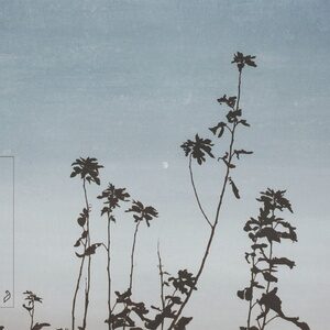 lycoriscoris - Utsurou [ANJDEE574BD]