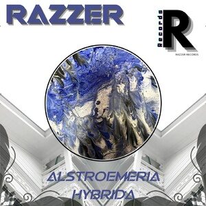 Razzer - Alstroemeria Hybrida [RZZR005]