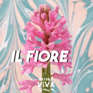 VA - Il Fiore [NATVA005]