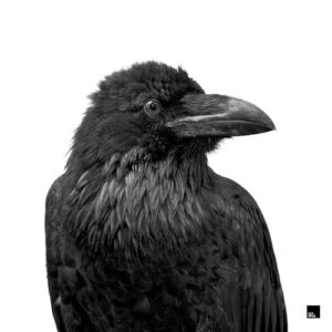 Rafael Cerato - Panic Ignition [OCT243]