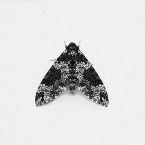 Oxygeno - Flames Around EP [MORD096]