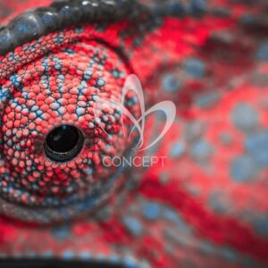 Art Attack, Truescribe - The Return [CR027]