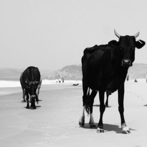 Juri Heidemann - Guran EP [PENGAN007]