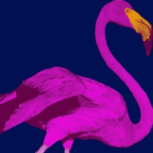 Neat - Flamingo [EXPDIGITAL256]