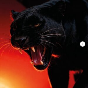 DONT BLINK - NATURAL SELECTION [SVT406]