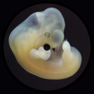 Bergqvist - Earth Creatures [ANIARA35]