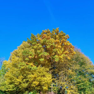 Christian Lummert Autumn Nov ChartChristian Lummert Autumn Nov Chart