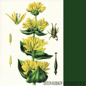 Anton Kubikov - Herbarium part six [RT021]