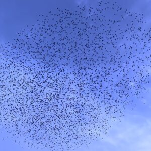 Paons - GetGetGet [DTZ198]